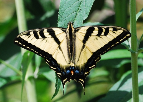 Western Tiger Swallowtail  butterfly.