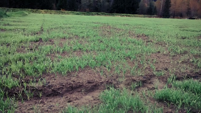 The north field in a cover crop of winter rye.