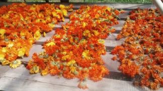Calendula blossoms from three different harvests in various stages of drying.